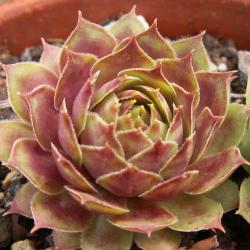 Sempervivum - Dachwurz - Hauswurz